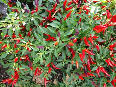 Capsicum annuum